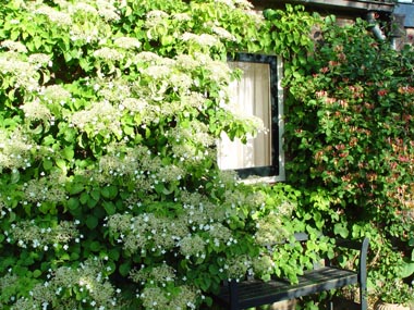 klimplanten