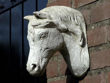 paardenhoofdje